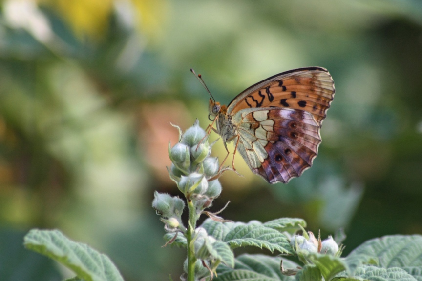 Brentis daphne?  S� !